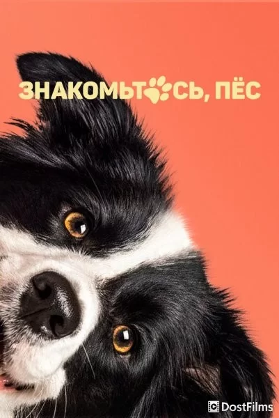Знакомьтесь, пёс